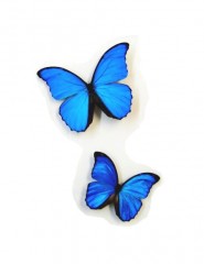 Две синих бабочки бесплатные картинки.