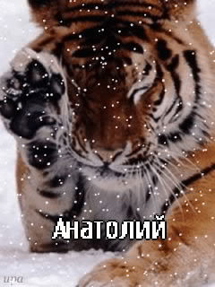 ��������: ��������