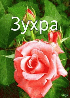 ��������: �����