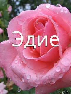 ��������: ����