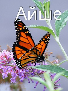 �������� � ������� ����