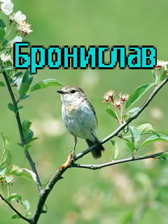 С Днем Рождения Бронислав
