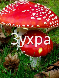 ��������: �����