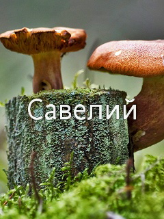 �������� � ������� �������