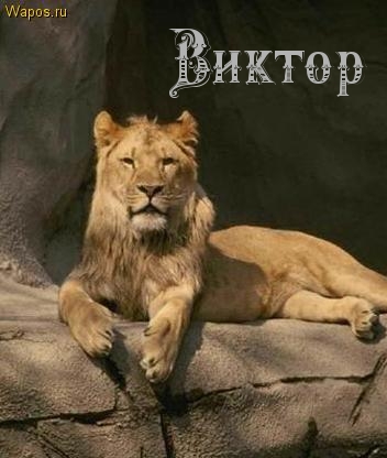 ��������: ������