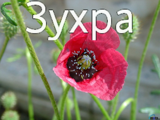��������: �����