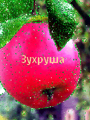 ��������: �����