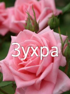 Картинка: Зухра