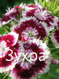 Картинка: Зухра