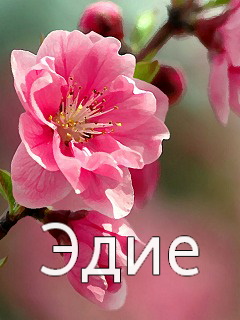 Картинка: Эдие
