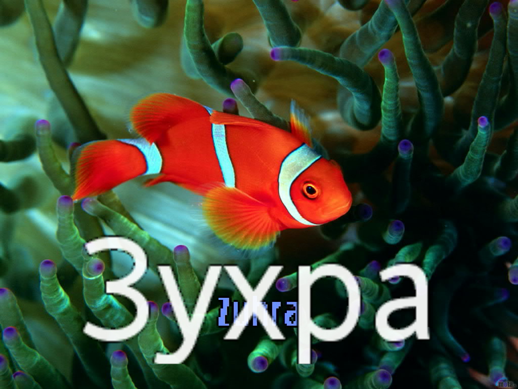 Картинка: Зухра