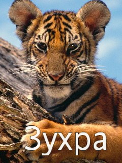 Картинка: Зухра