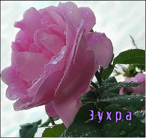 Картинка: Зухра