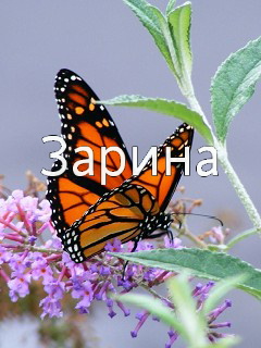 Картинка: Зарина