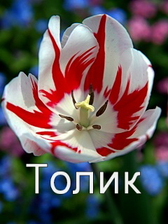 ��������: �����