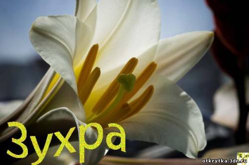 ��������: �����