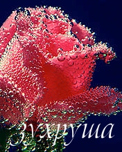 Картинка: зухруша