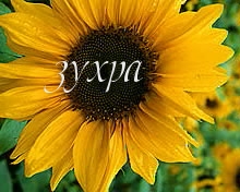 Картинка: зухра