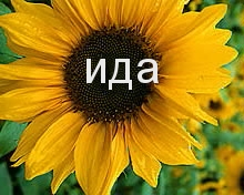 �������� � ������� ���