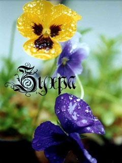 Картинка: Зухра