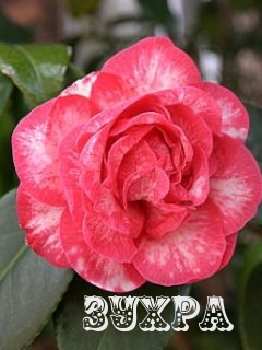 Картинка: зухра