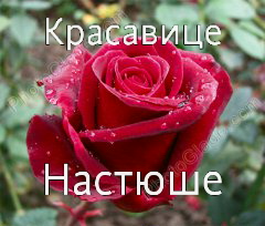 ��������: �����