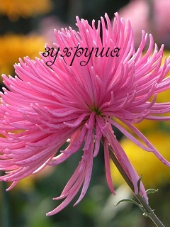 Картинка: зухруша