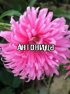 �������� � ������� ��������