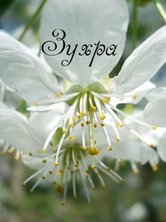 Картинка: Зухра