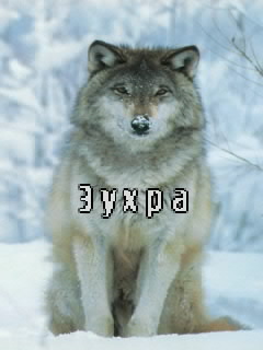 Картинка: Зухра