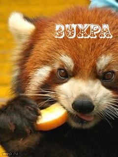 Картинка: Зухра