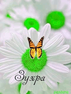 Картинка: Зухра