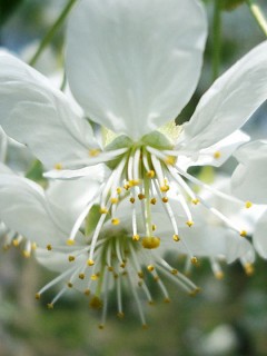 Вильдан с днем рождения картинки