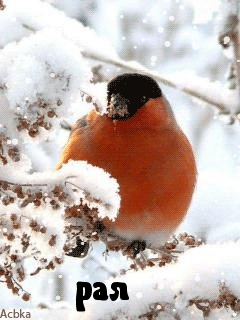 �������� � ������� ���