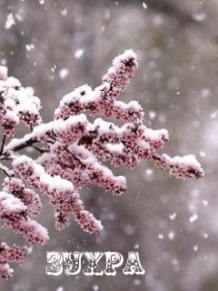 ��������: �����