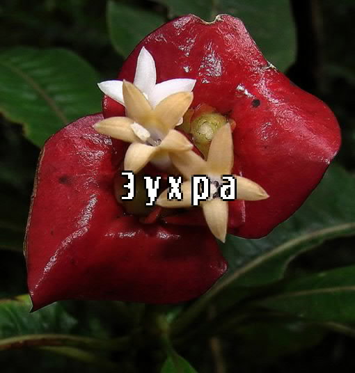 ��������: �����