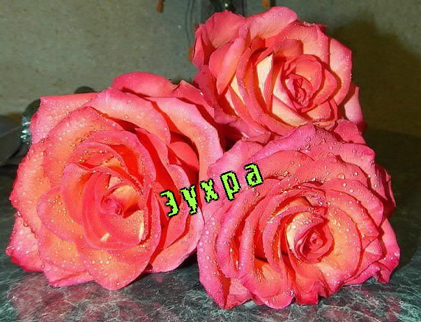Картинка: Зухра