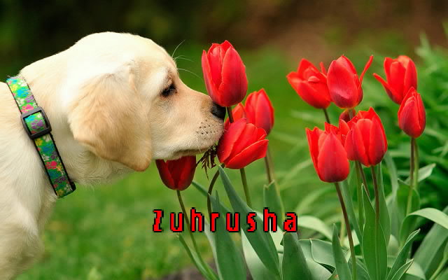 Картинка: Зухра