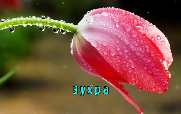 Картинка: Зухра