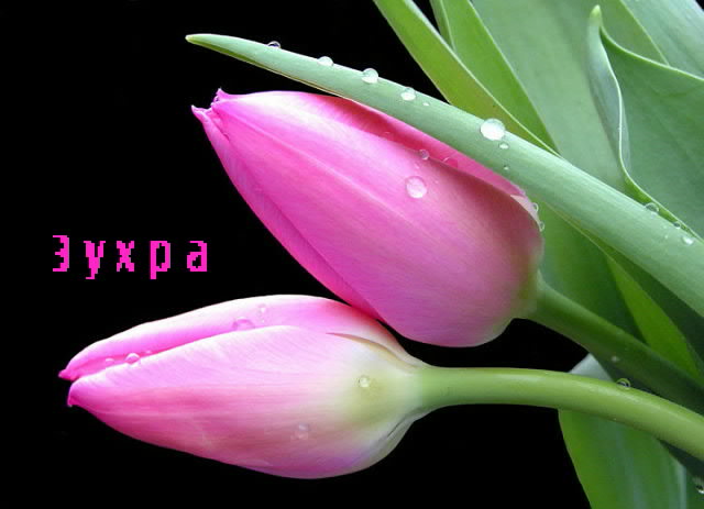 Картинка: Зухра