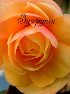 Картинка: Зухруша