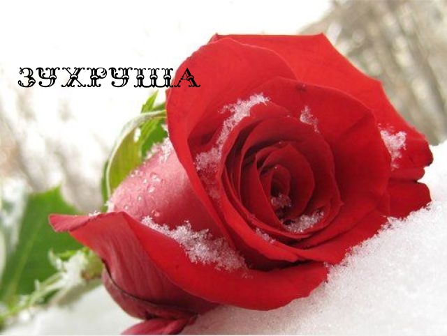 Картинка: Зухруша
