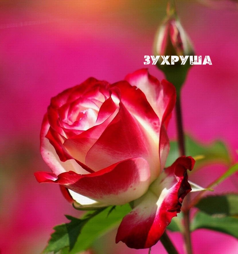 Картинка: Зухруша
