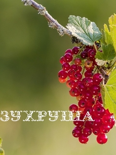 Картинка: Зухруша