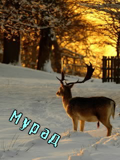 Картинка: Мурад