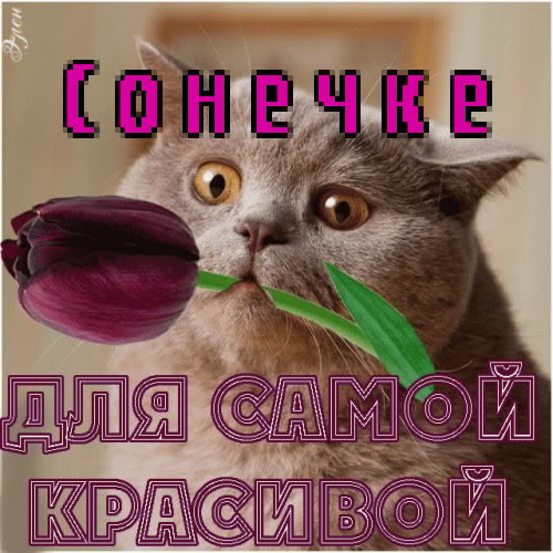 Красивые обои с именем соня