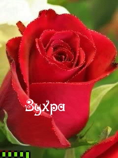 Картинка: Зухра