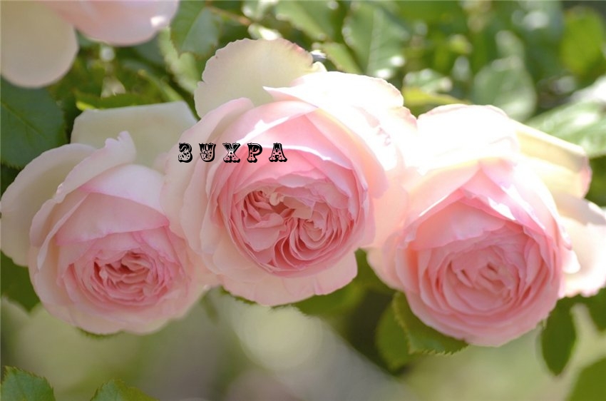 ��������: � � � � �
