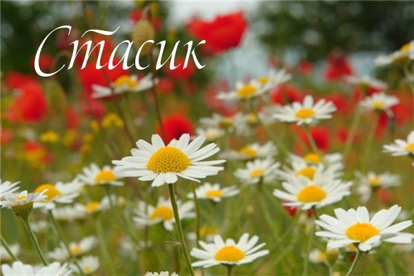 Картинка: Стасик