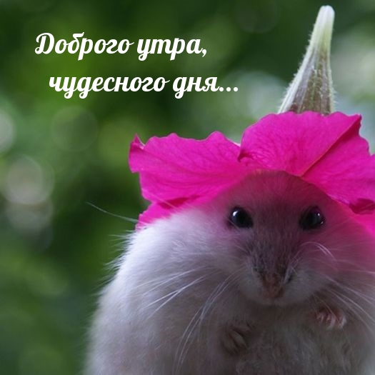��������: ������� ����, ��������� ���...